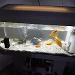 Гостевой дом House
